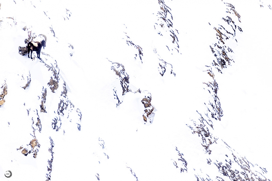 Ibice del Himalaya <i> (Capra sibirica hemalayanus) </i>