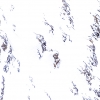 Ibice del Himalaya <i> (Capra sibirica hemalayanus) </i>