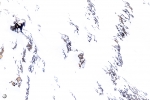 Ibice del Himalaya <i> (Capra sibirica hemalayanus) </i>