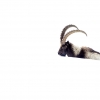 Ibice del Himalaya <i> (Capra sibirica hemalayanus) </i>
