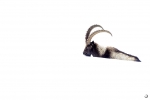 Ibice del Himalaya <i> (Capra sibirica hemalayanus) </i>