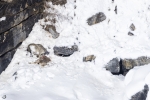 Leopardo de las nieves <i> (Panthera uncia)</i>