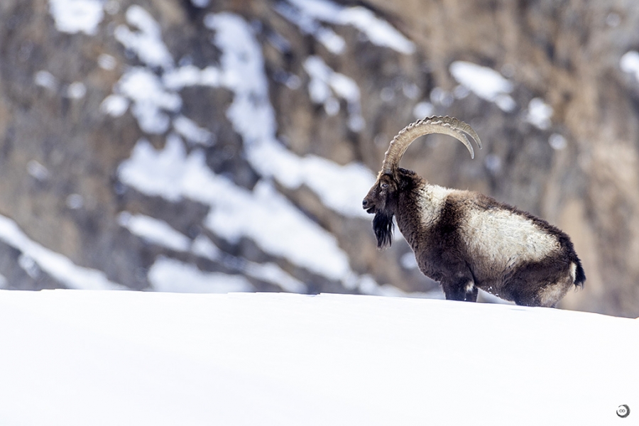 Himalayan Ibex <i> (Capra sibirica hemalayanus) </i>