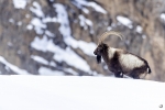 Ibice del Himalaya <i> (Capra sibirica hemalayanus) </i>