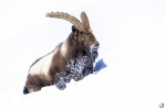 Ibice del Himalaya <i> (Capra sibirica hemalayanus) </i>