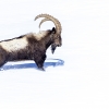 Ibice del Himalaya <i> (Capra sibirica hemalayanus) </i>