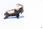 Ibice del Himalaya <i> (Capra sibirica hemalayanus) </i>