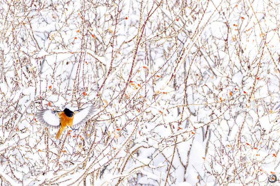 White-winged Redstart <i>(Phoenicurus erythrogastrus)<i/>