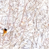 White-winged Redstart <i>(Phoenicurus erythrogastrus)<i/>