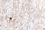 Colirrojo de Güldenstadt <i>(Phoenicurus erythrogastrus)<i/>