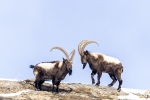 Ibice del Himalaya <i> (Capra sibirica hemalayanus) </i>