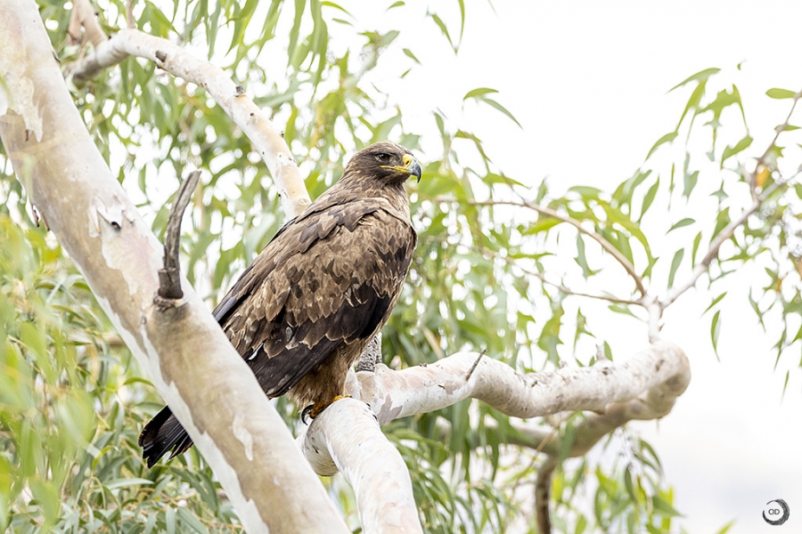 Indian Spotted Eagle <i>(Clanga hastata)</i>