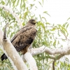 Indian Spotted Eagle <i>(Clanga hastata)</i>