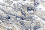Chova Piquirroja <i>(Pyrrhocorax pyrrhocorax)</i>
