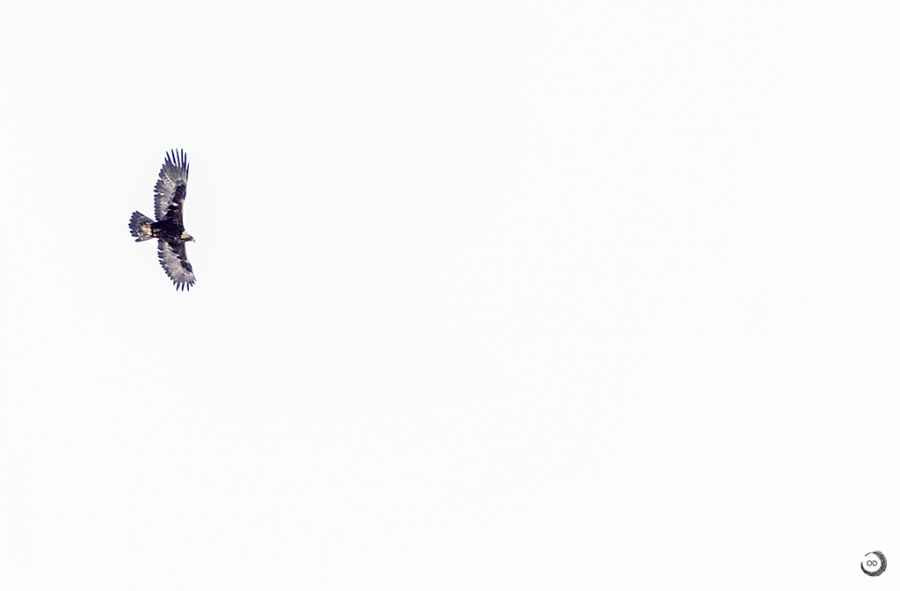 Águila Real <i>(Aquila chrysaetos)</i>