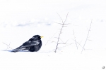 Chova Piquigualda <i>(Pyrrhocorax graculus)</i>