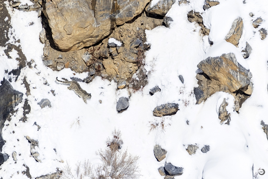 Snow leopard <i> (Panthera uncia)</i>
