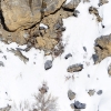 Leopardo de las nieves <i> (Panthera uncia)</i>