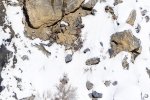Galería: Leopardo de las nieves