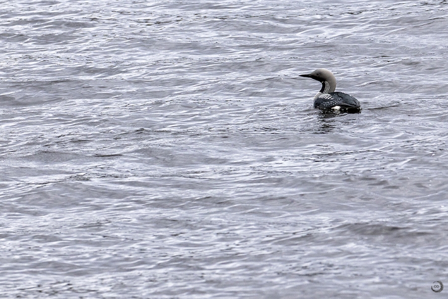 Arctic Loon <i>(Gavia arctica)</i>