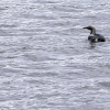 Arctic Loon <i>(Gavia arctica)</i>