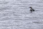 Colimbo ártico <i>(Gavia arctica)</i>
