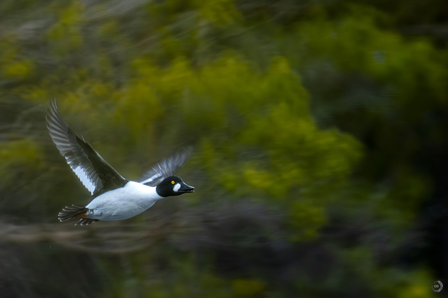 Goldeneye <i>(Bucephala clangula)</i>