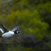 Goldeneye <i>(Bucephala clangula)</i>