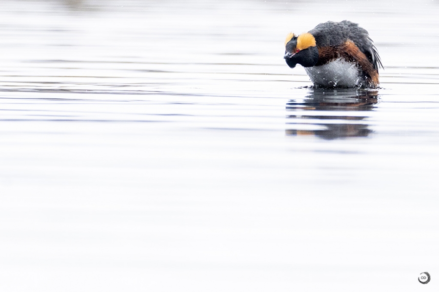 Zampullín cuellirrojo <I>(Podiceps auritus)</i>