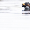 Horned grebe <I>(Podiceps auritus)</i>