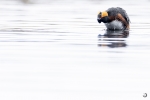 Zampullín cuellirrojo <I>(Podiceps auritus)</i>