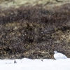Willow grouse <i> (Lagopus lagopus)</i>
