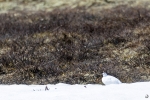 Lagòpodo común <i> (Lagopus lagopus)</i>