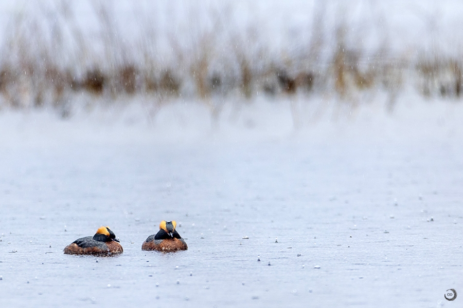 Zampullín cuellirrojo <I>(Podiceps auritus)</i>