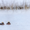 Horned grebe <I>(Podiceps auritus)</i>
