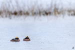 Zampullín cuellirrojo <I>(Podiceps auritus)</i>