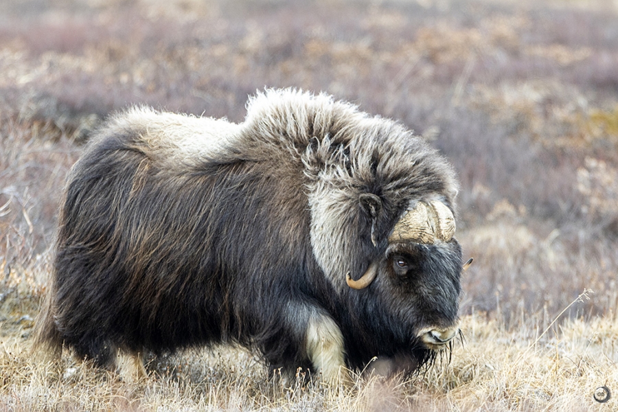 Musk ox <i>(Ovibos moschatus) </i>