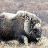 Musk ox <i>(Ovibos moschatus) </i>
