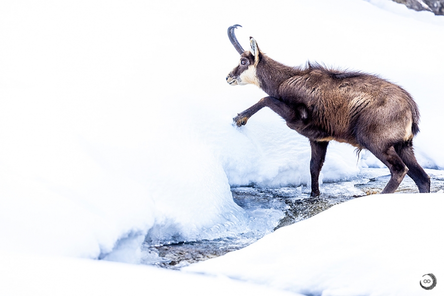 Chamois <i>(Rupicapra rupicapra)</i>