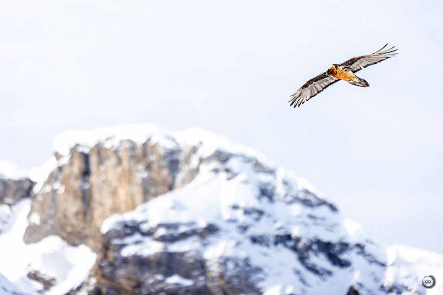 Bearded Vulture <I>(Gyepatus barbatus)</i>