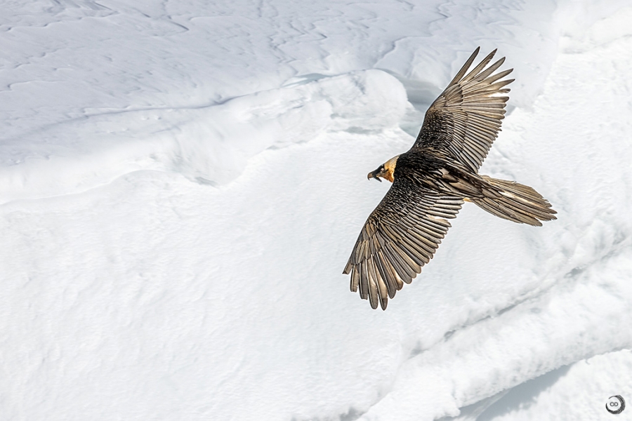 Bearded Vulture <I>(Gyepatus barbatus)</i>