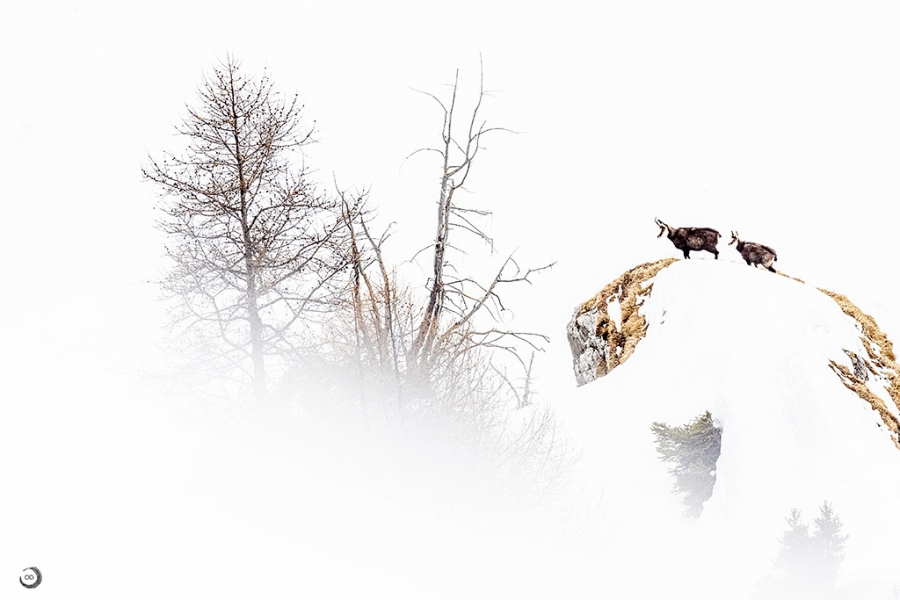 Chamois <i>(Rupicapra rupicapra)</i>