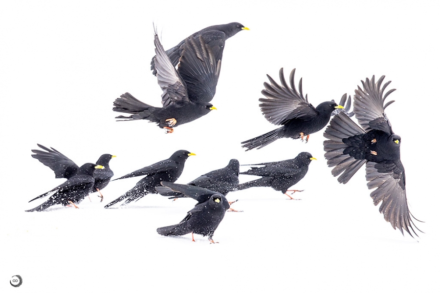 Alpine Chough <i>(Pyrrhocorax graculus)</i>