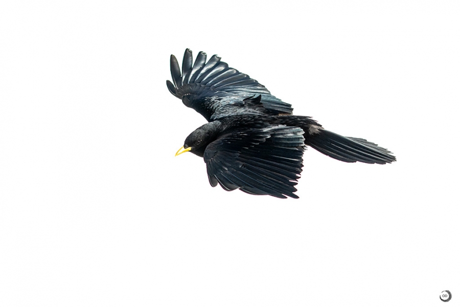 Alpine Chough <i>(Pyrrhocorax graculus)</i>