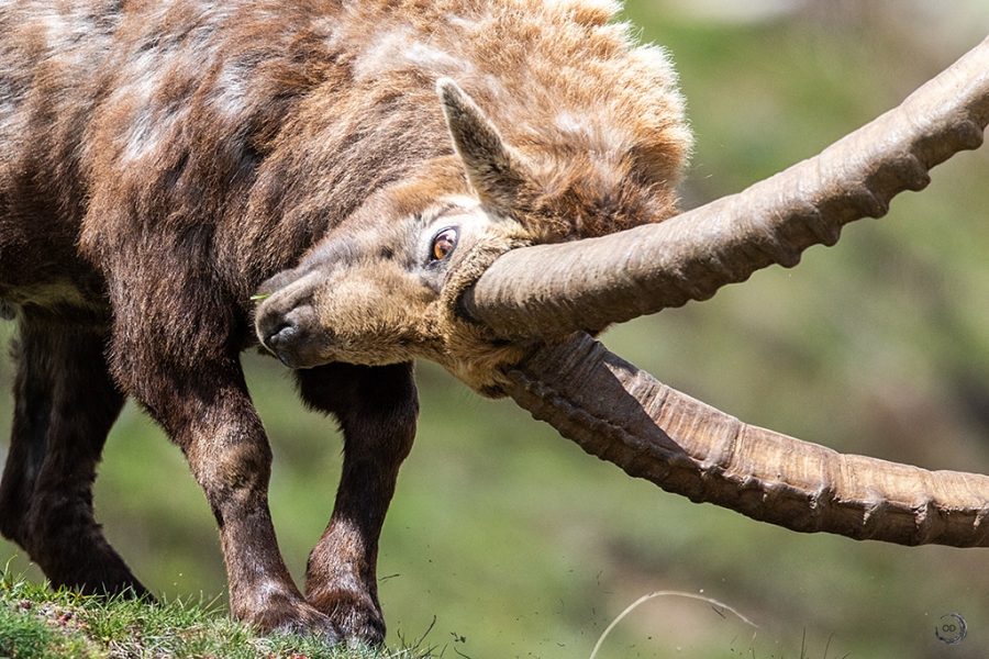 Alpine Ibex <i> (Capra ibex)</I>