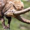 Alpine Ibex <i> (Capra ibex)</I>