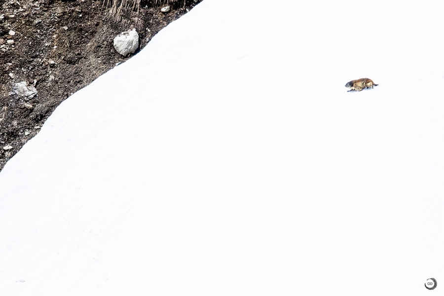 Alpine marmot <i>(Marmota marmota)</i>