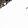 Alpine marmot <i>(Marmota marmota)</i>