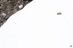 Marmota alpina <i>(Marmota marmota)</i>