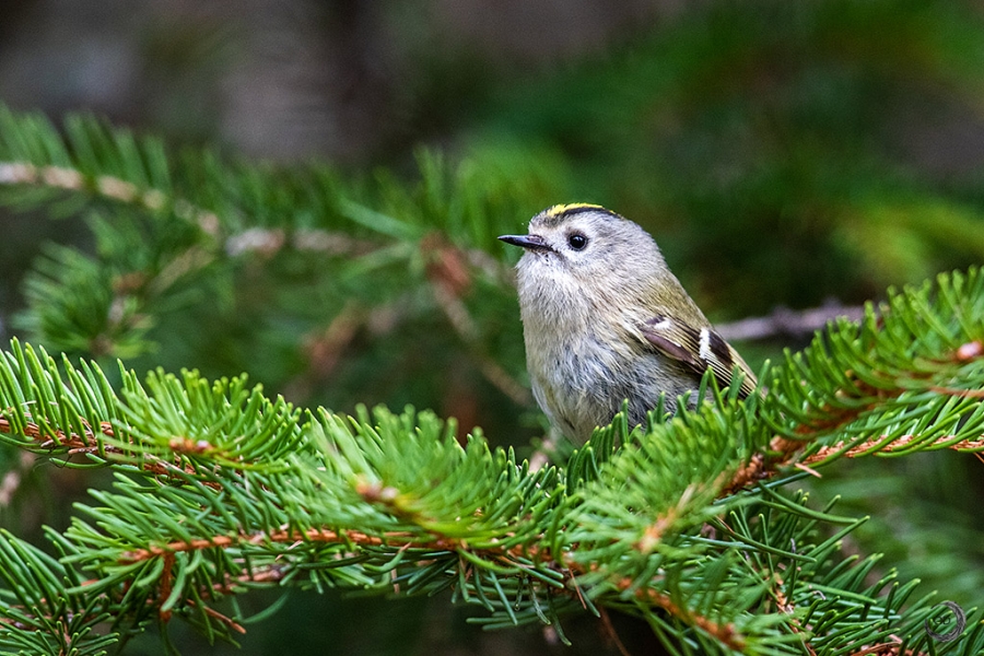 Goldcrest<i>(Regulus regulus)</i>